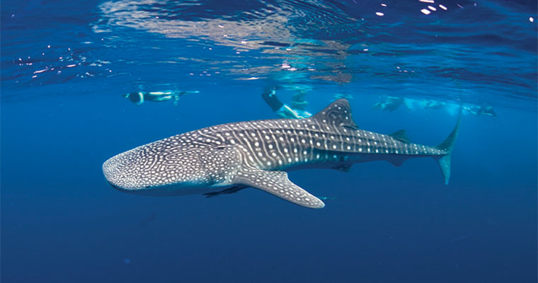 Whale Shark Snorkel 